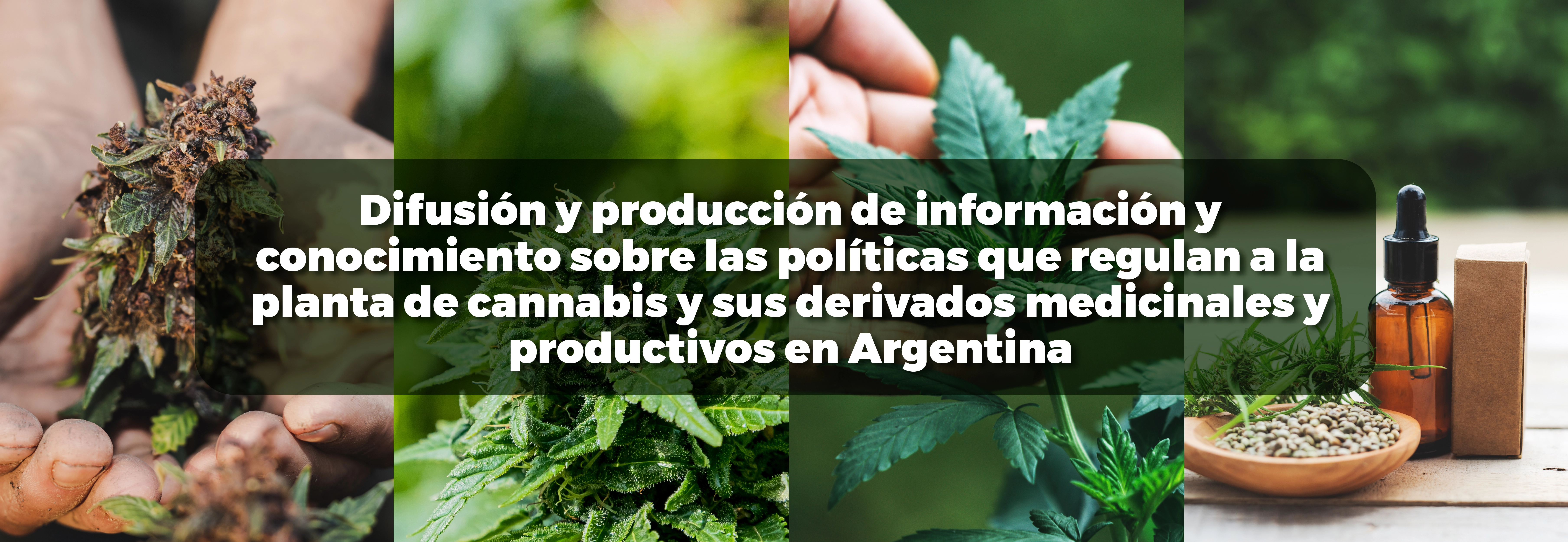 Difusión y producción de información y conocimiento sobre las políticas que regulan a la planta de cannabis y sus derivados medicinales y productivos en Argentina