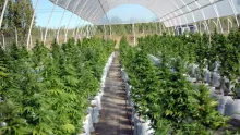 Plantación Cannabis